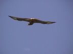 Sea Eagle